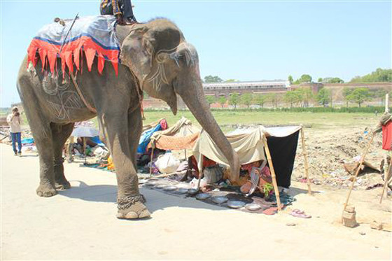 Raju the Elephant Raju the Elephant